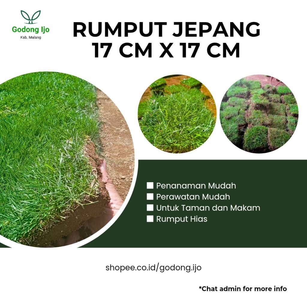 RUMPUT JEPANG HIDUP |PERKOTAK|RUMPUT KUBURAN