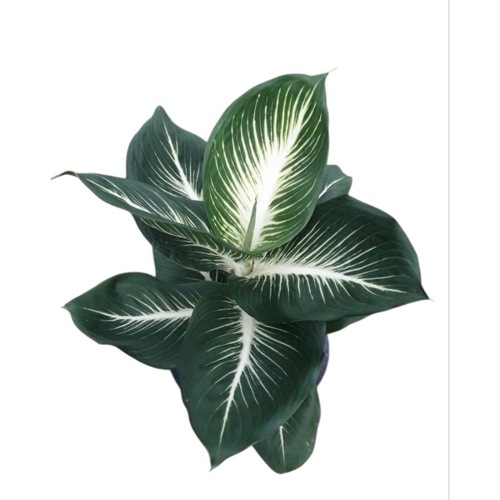 TANAMAN BLANCENG/AGLONEMA NEON/BLANCENG NEON gurita