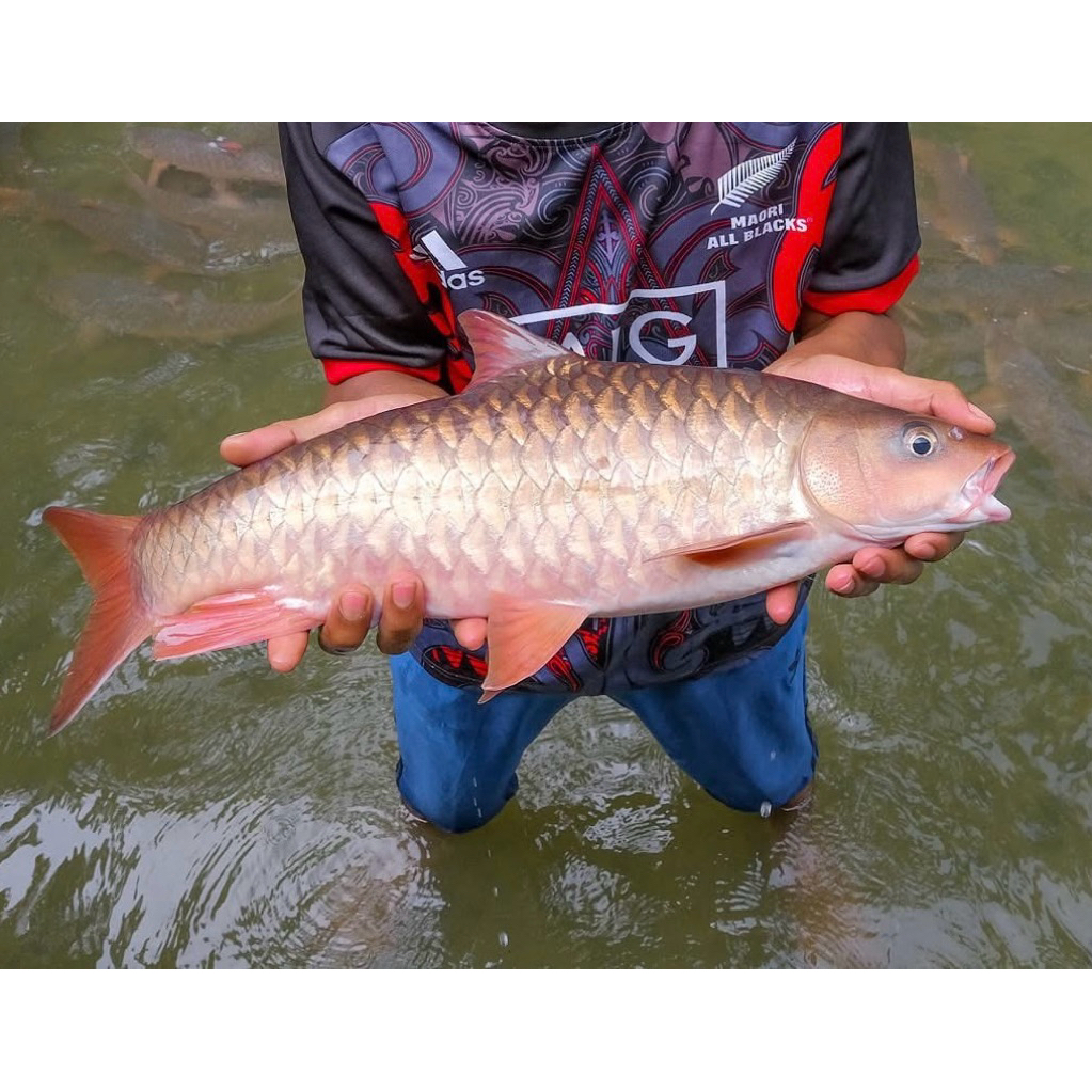 (stiker) Kelah Merah size 8-10 cm super