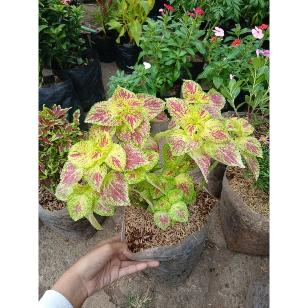 POLYBAG BUNGA MIANA BERBAGAI MACAM