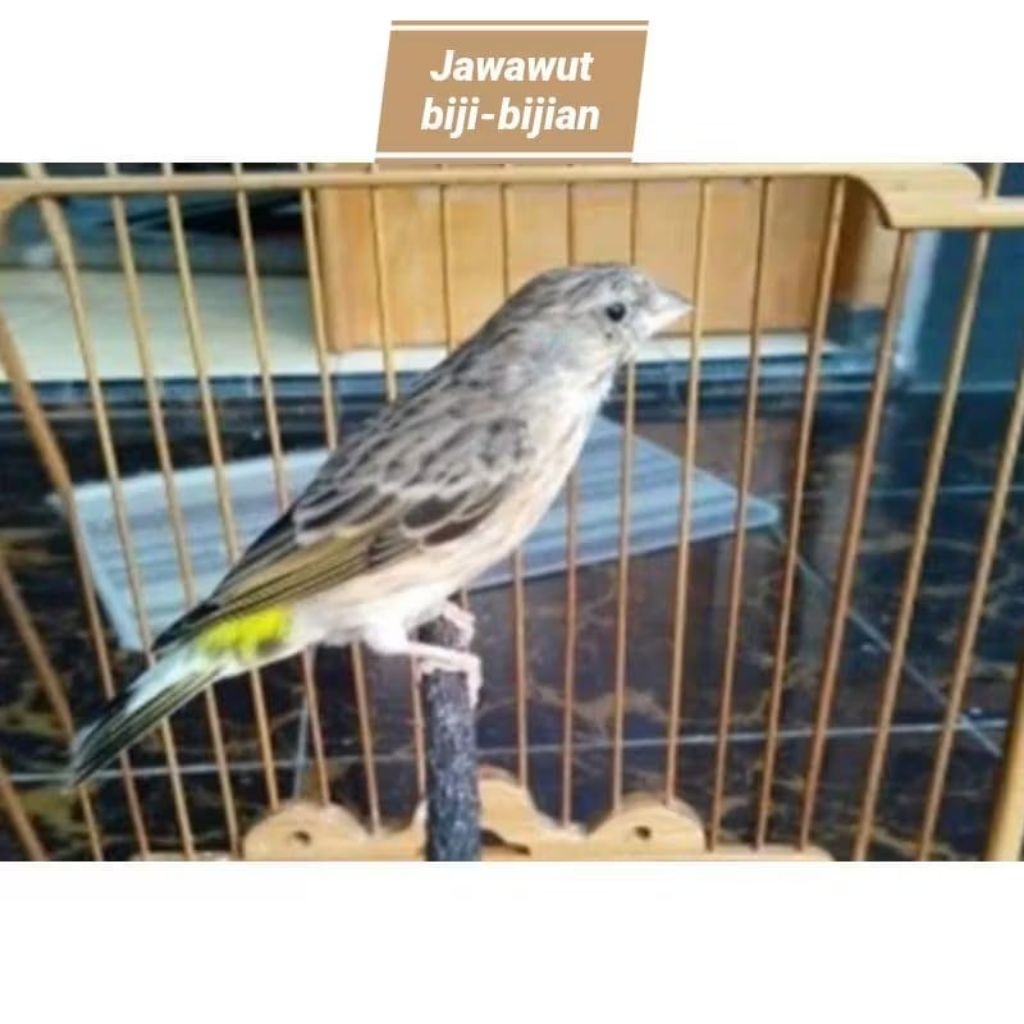 Burung blackthroat betina