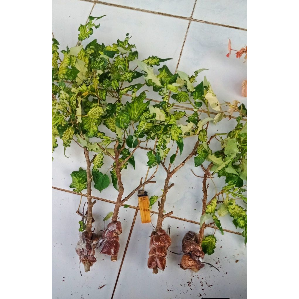 waru wayang  bahan bonsai