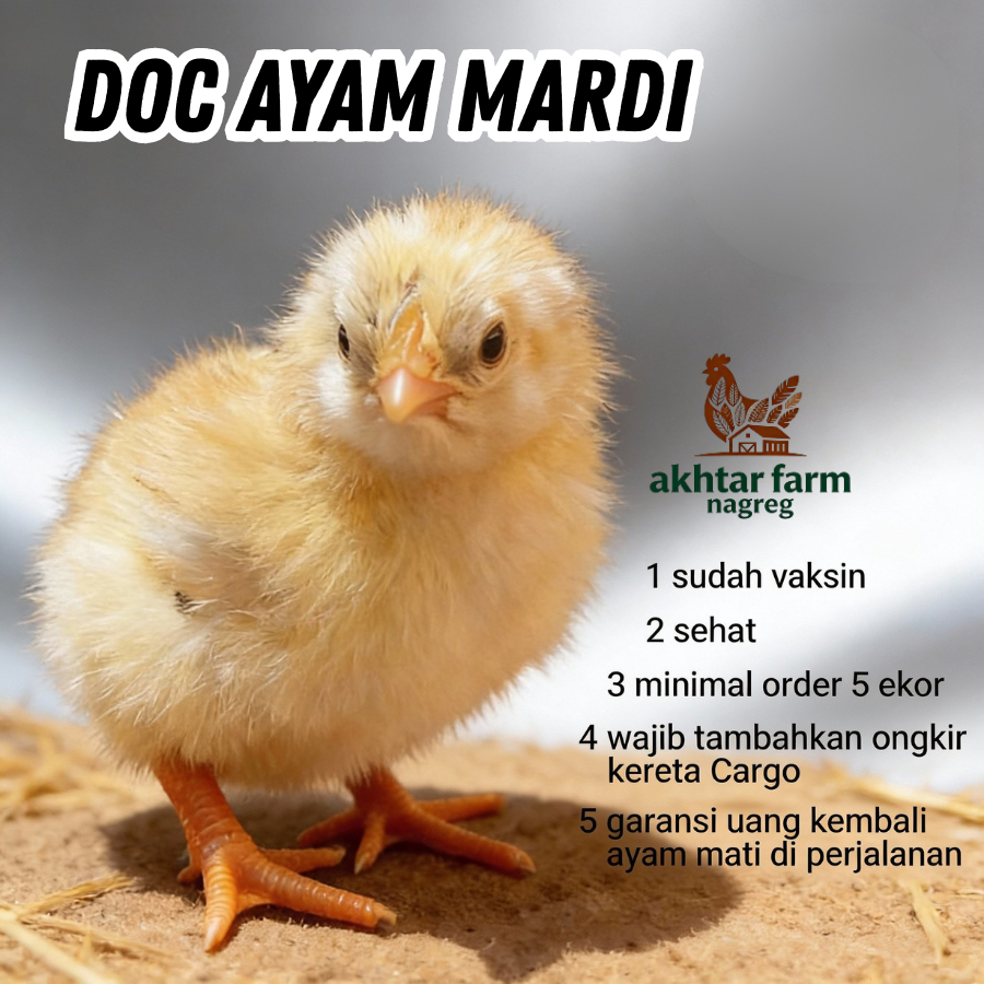 DOC Ayam Mardi Pedaging Usia 1 Minggu - WAJIB TAMBAH ONGKIR KALOG LUAR BANDUNG - Bibit Sehat Vaksin 