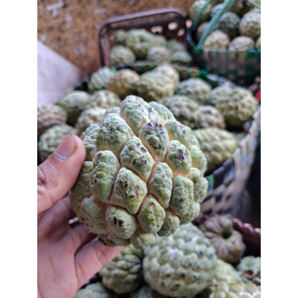 Buah delima/srikaya lokal manis