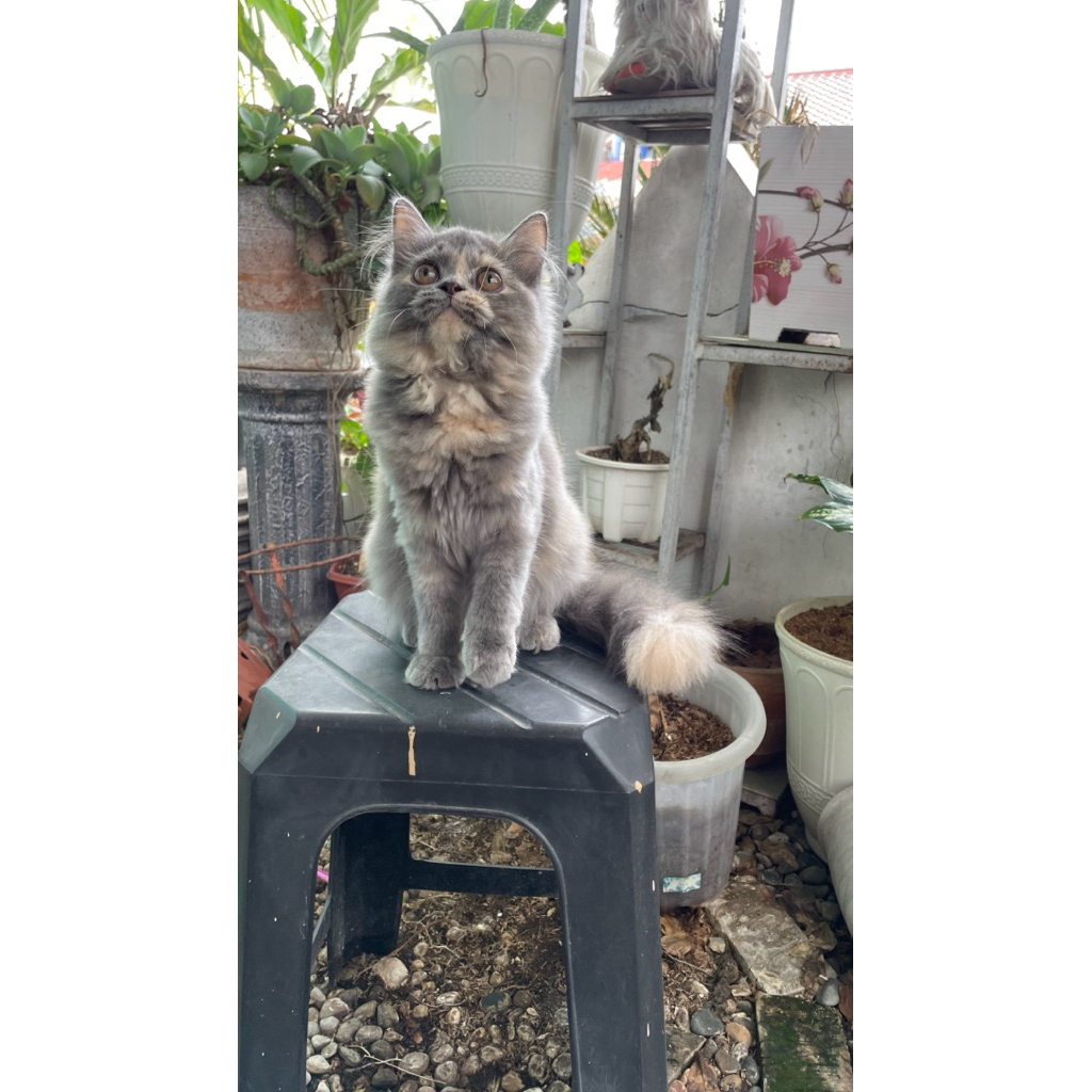 munchkin ns betina 4bln