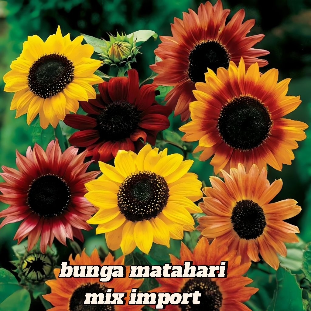 5 Biji Benih Matahari Mix Import Tanaman bunga Hias
