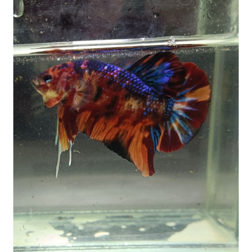 Betta hmpk Giant real pict