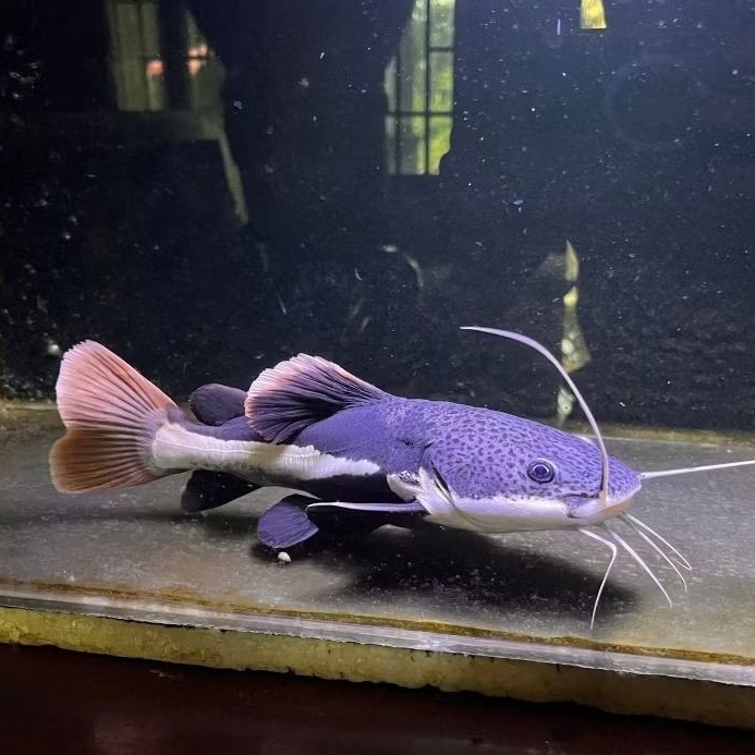Red Tail Catfish / RTC 20cm