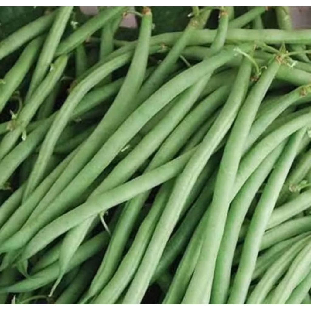 Buncis/sayur buncis Fress/buncis segar