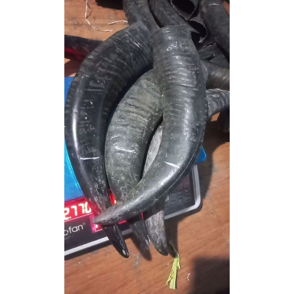 Tanduk kerbau padat 25 sd 27 cm