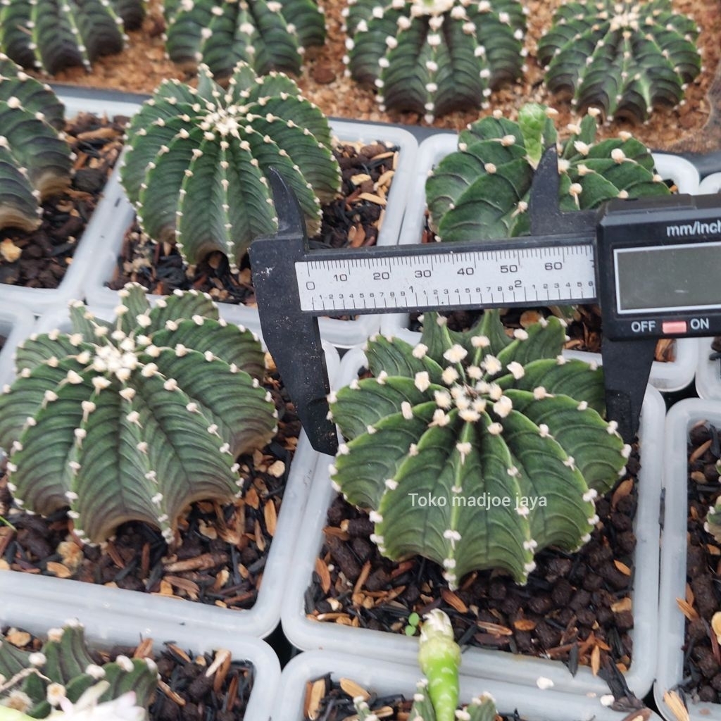 TANAMAN HIAS KAKTUS GYMNOCALYCIUM LB2178 ORI INDUKAN