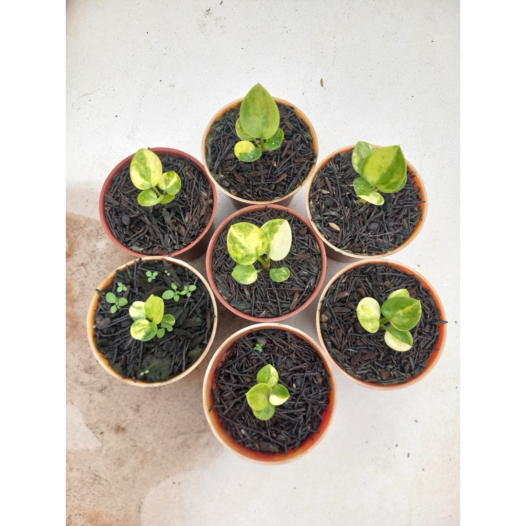 bibit Anthurium Jemani Mangkok Variegata