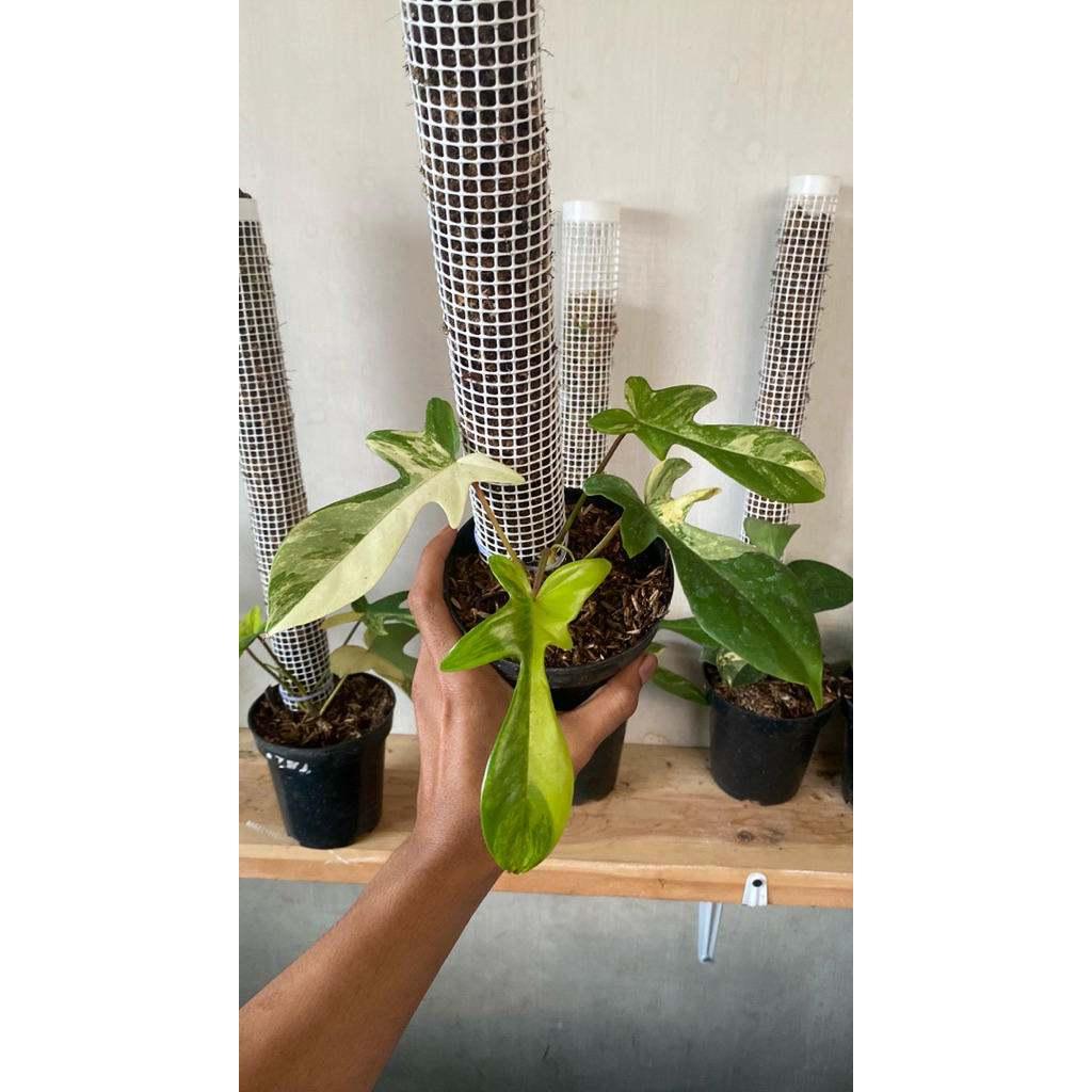 philodendron florida beauty