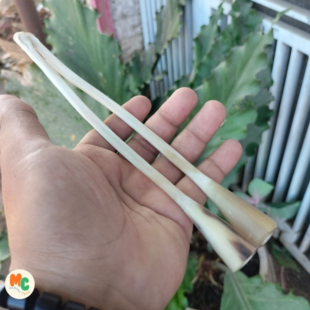 Mahyra.crafts | once cangklong tulang kalong / kelelawar asli original 22cm