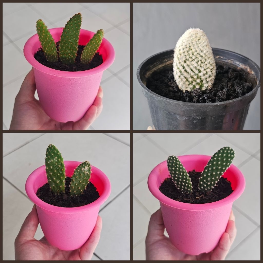 Paket KAKTUS SUKULEN Opuntia Kelinci Mini - Tumbuhan Hidup Tanaman Hias Asli Murah Makassar