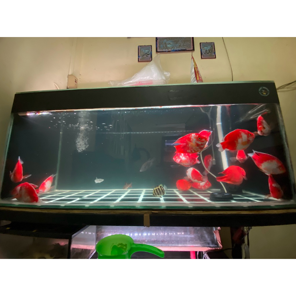 stikee kingkong perrot santa