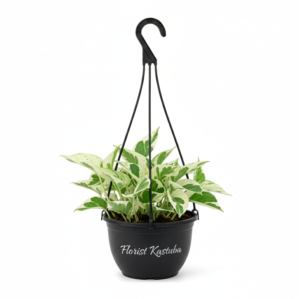 Tanaman Sirih Gading Njoy Varigata Tanaman Hias Gantung Mudah Dirawat