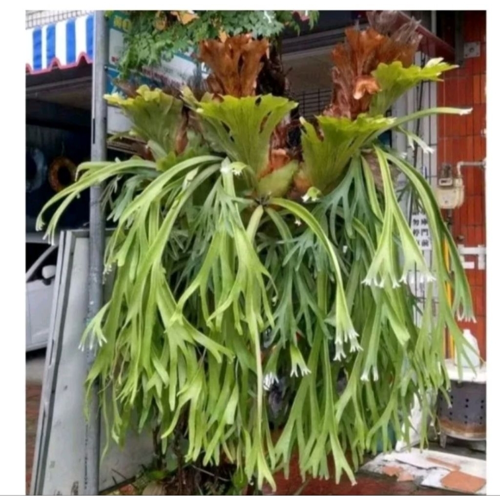 KADAKA TANDUK RUSA / KADAKA UNCAL PREMIUM