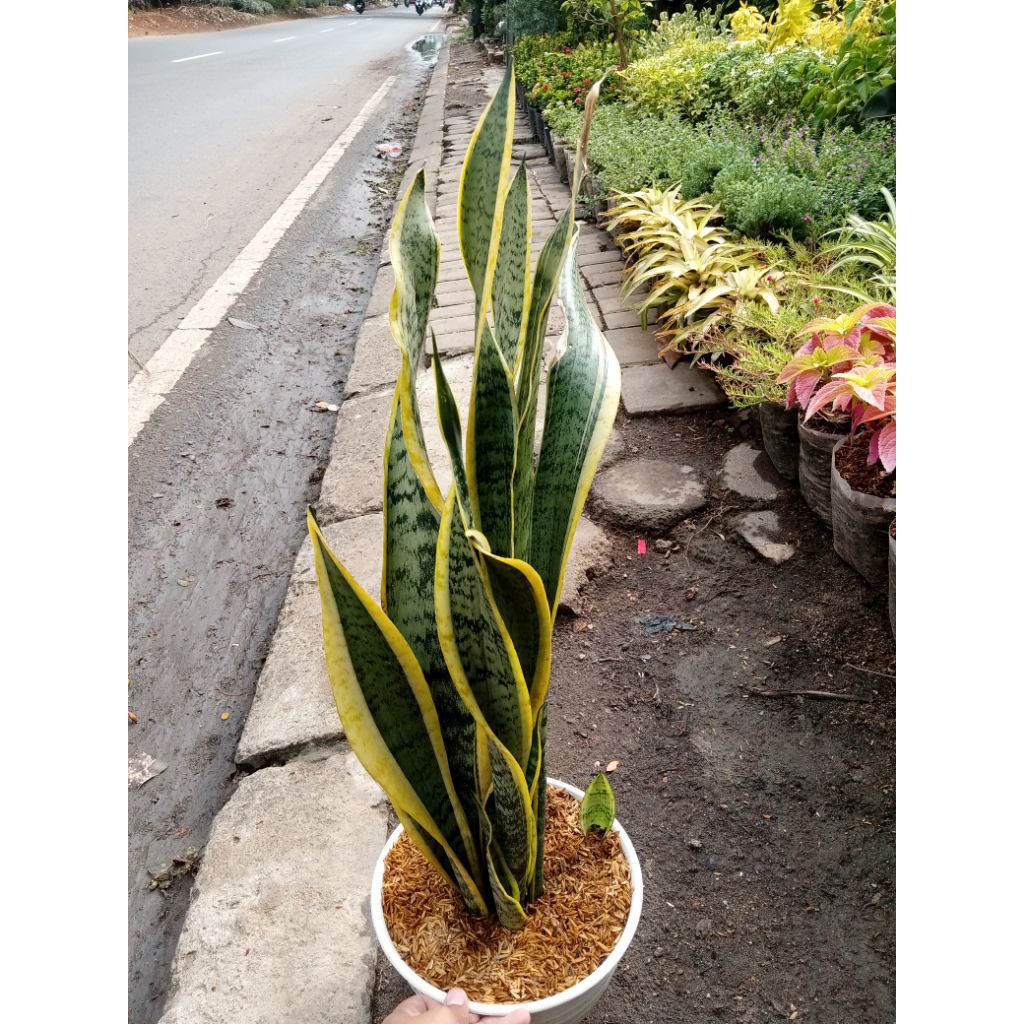 Tanaman Lidah Mertua + Pot