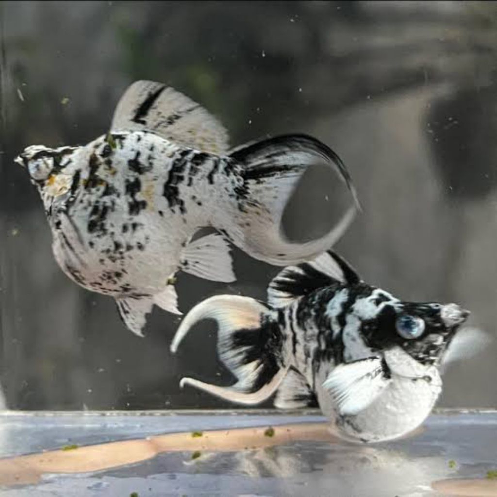 Isian Paludarium Molly Zebra & Marble mata Kristal Biru Albino (Babon, Balon, Buncit)