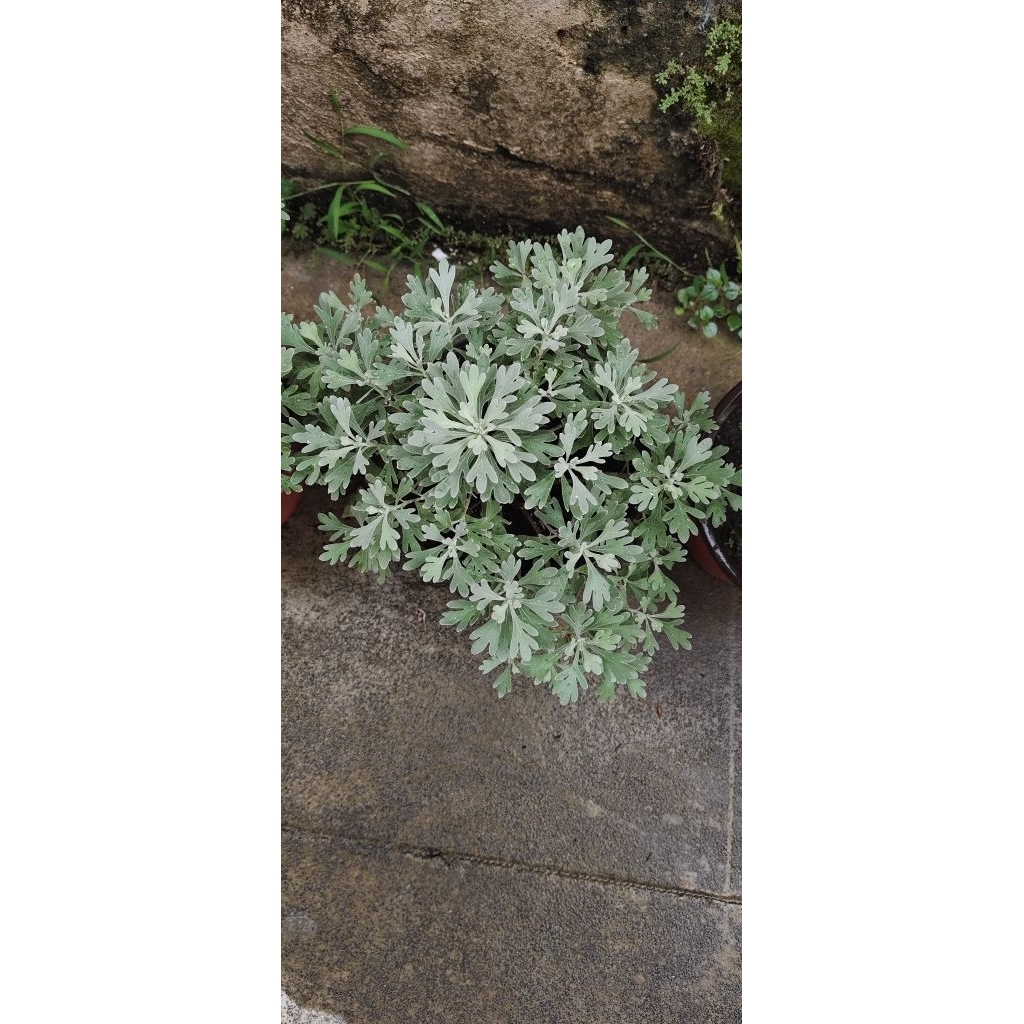 Bibit tanaman puyong suci/puyung FuRong Ju pohon rezeki..