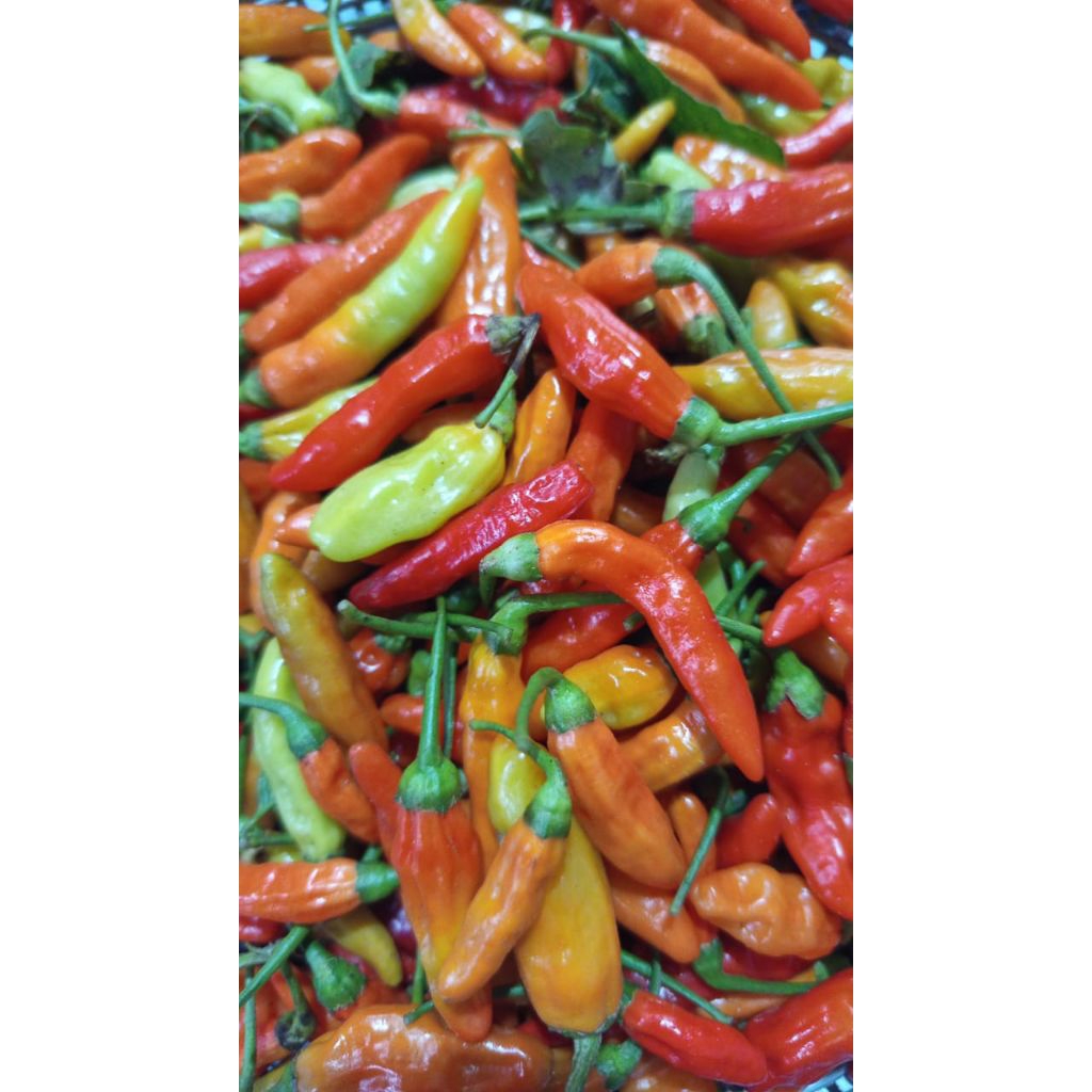 Cabe rawit/cengek segar 250g-1kg