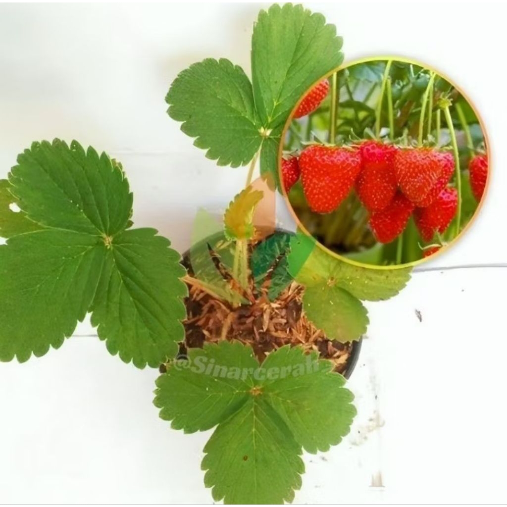 Bibit strawberry buah manis segar siap tanam