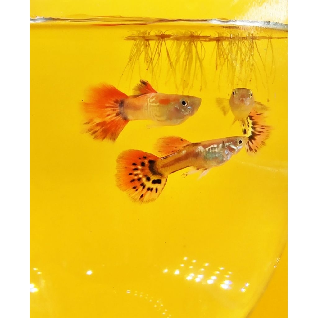 Dekorasi Aquarium Siap Ternak Guppy Indukan - Desain Realistis, Mudah Dipasang, Tingkatkan Kesehatan