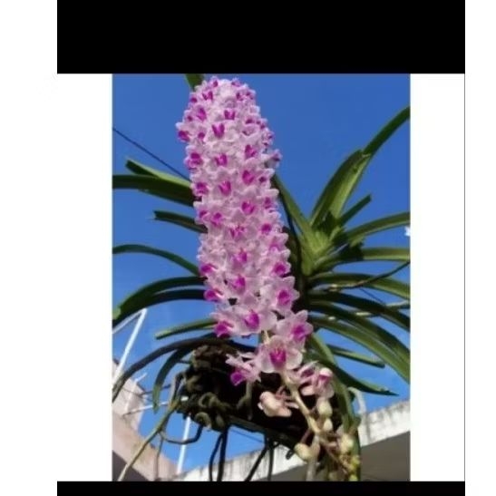 Anakan anggrek ekor tupai