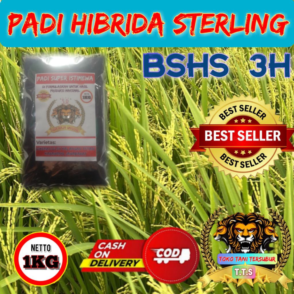(1kg)Benih Padi Hibrida Sterling Bshs 3H Kualitas Unggul