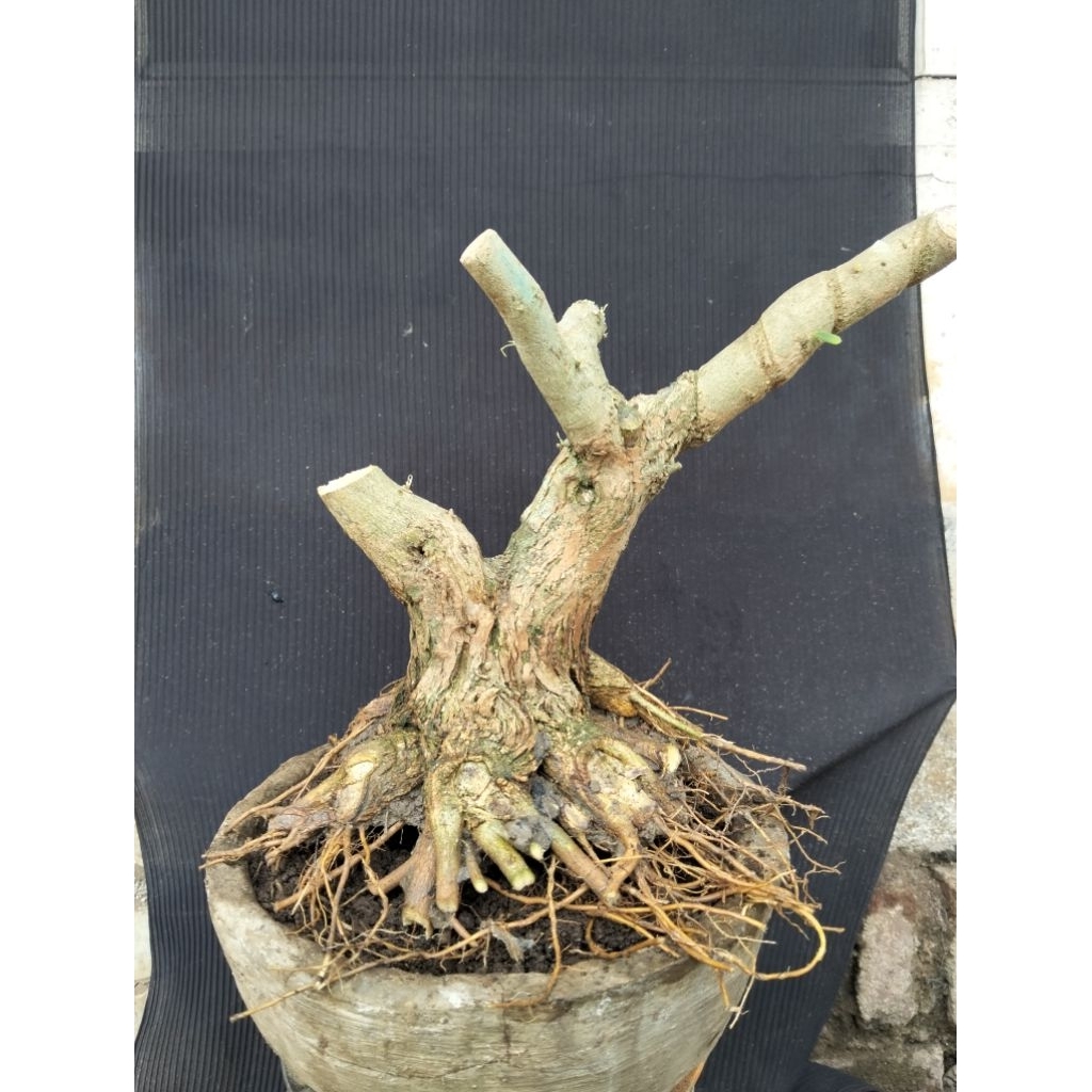 Bahan bonsai saeng simbur super mikro sesuai gambar