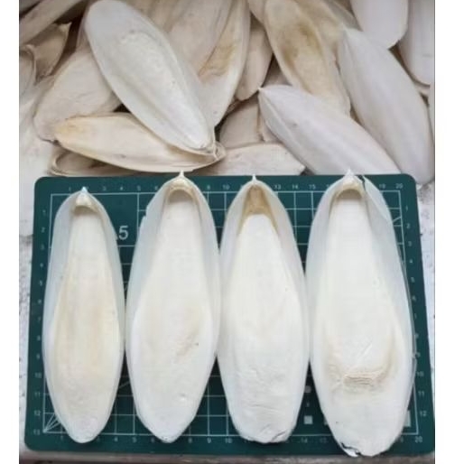 TULANG SOTONG JUMBO ASINAN BURUNG PENGUAT CANGKANG TELUR SOTONG BESAR JUMBO