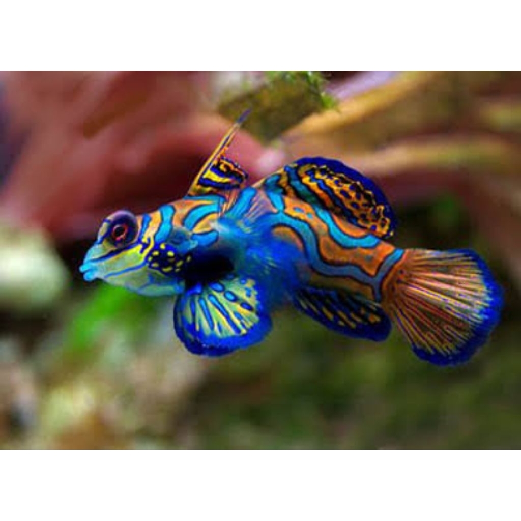 ikan hias laut Mandarin asli