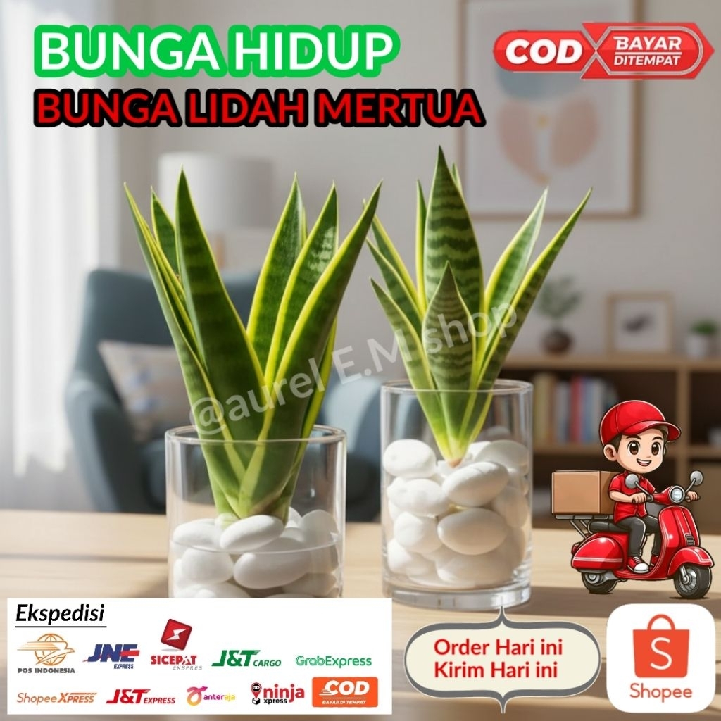 TANAMAN HIDUP LIDAH MERTUA