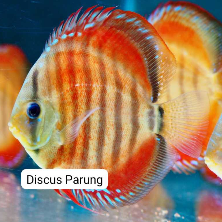 discus 1inch - red alenquer