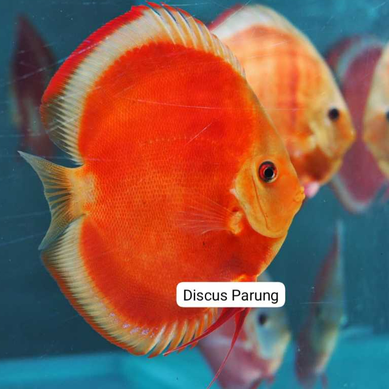 discus 1inch - red cover