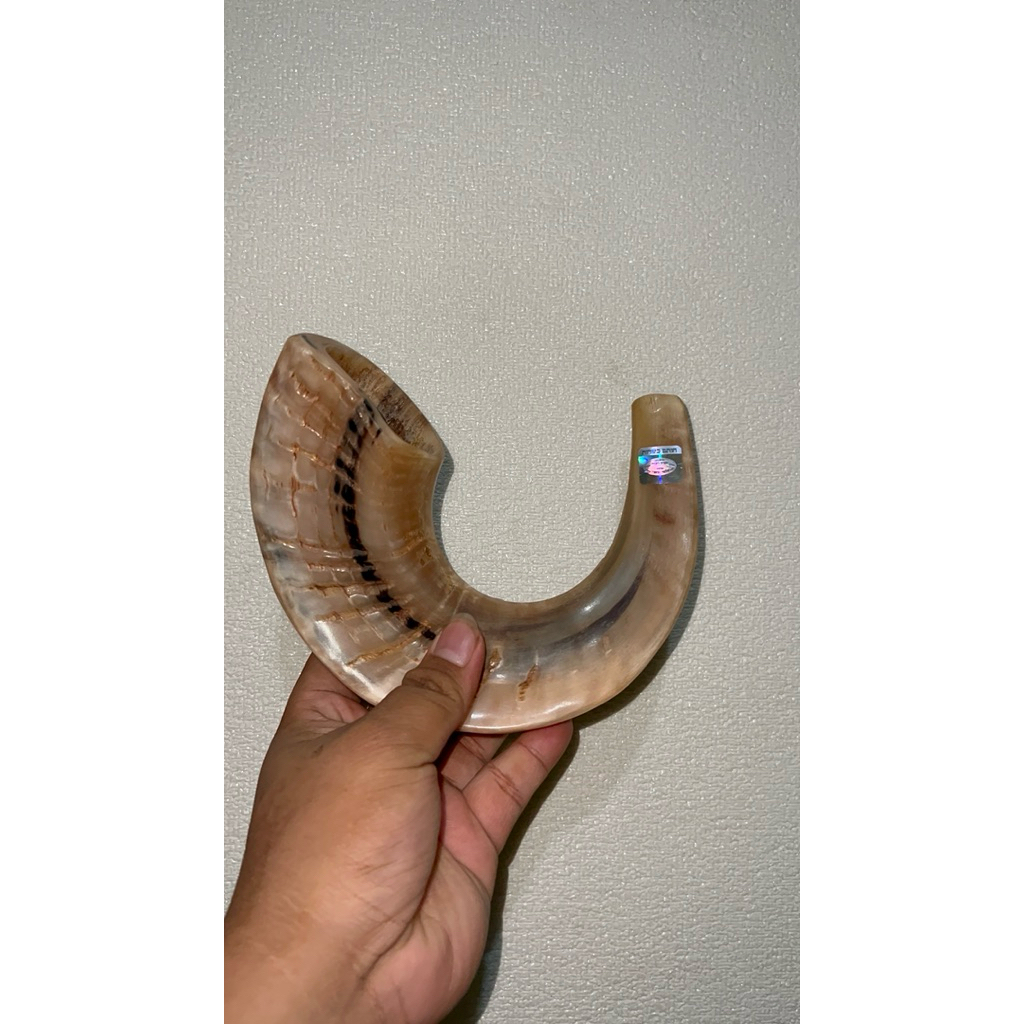 Shofar RAM Domba Asli Israel - Import Ori 16inch Suara Nyaring Kosher