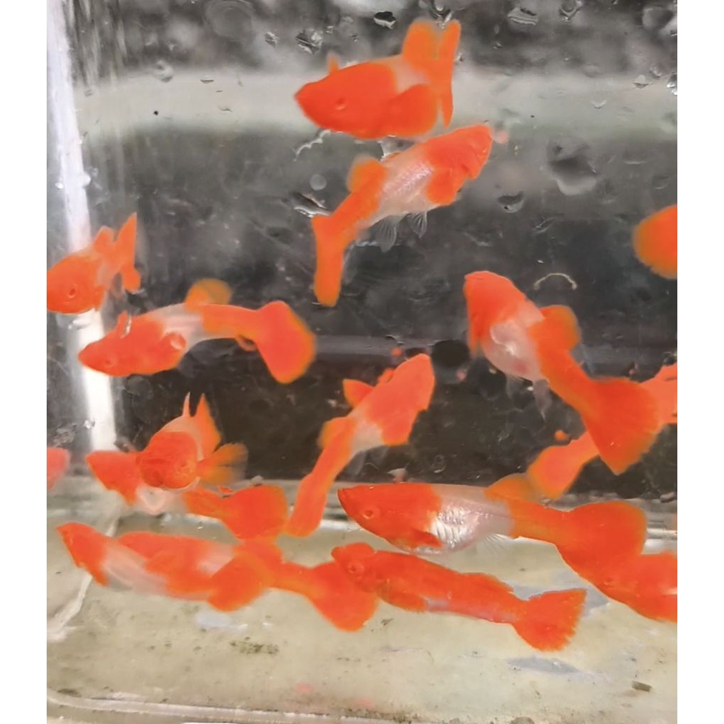 gupyy albino koi red ear TRIO,, betina 2 jantan 1 siap breding