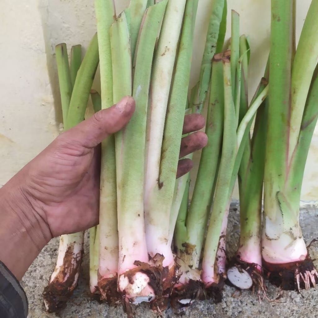 bibit talas bogor, talas pratama f1 kualitas super, per 1 bibit