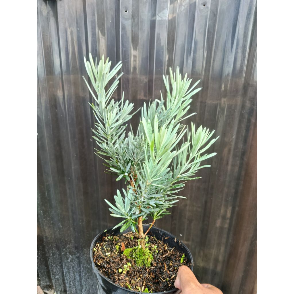 lohansung blue ice original 30 cm