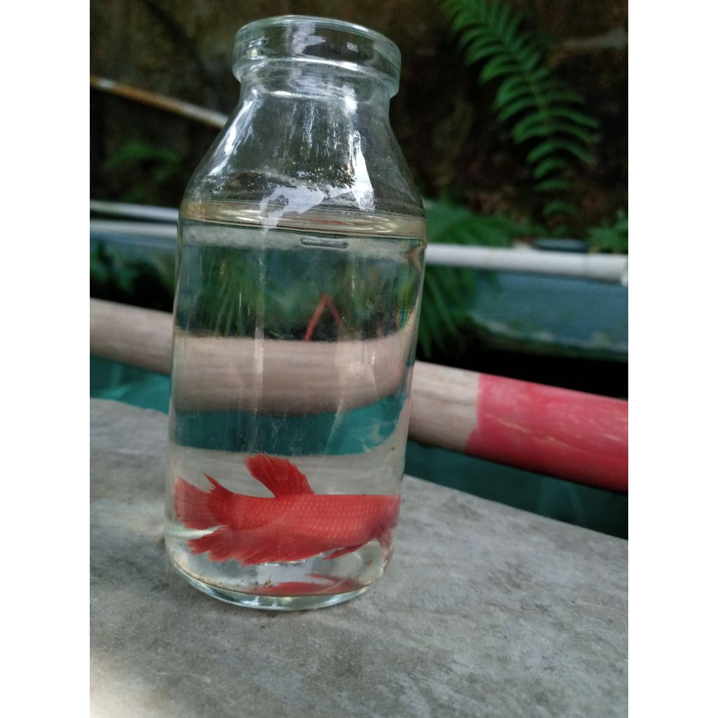botol ikan cupang kecil