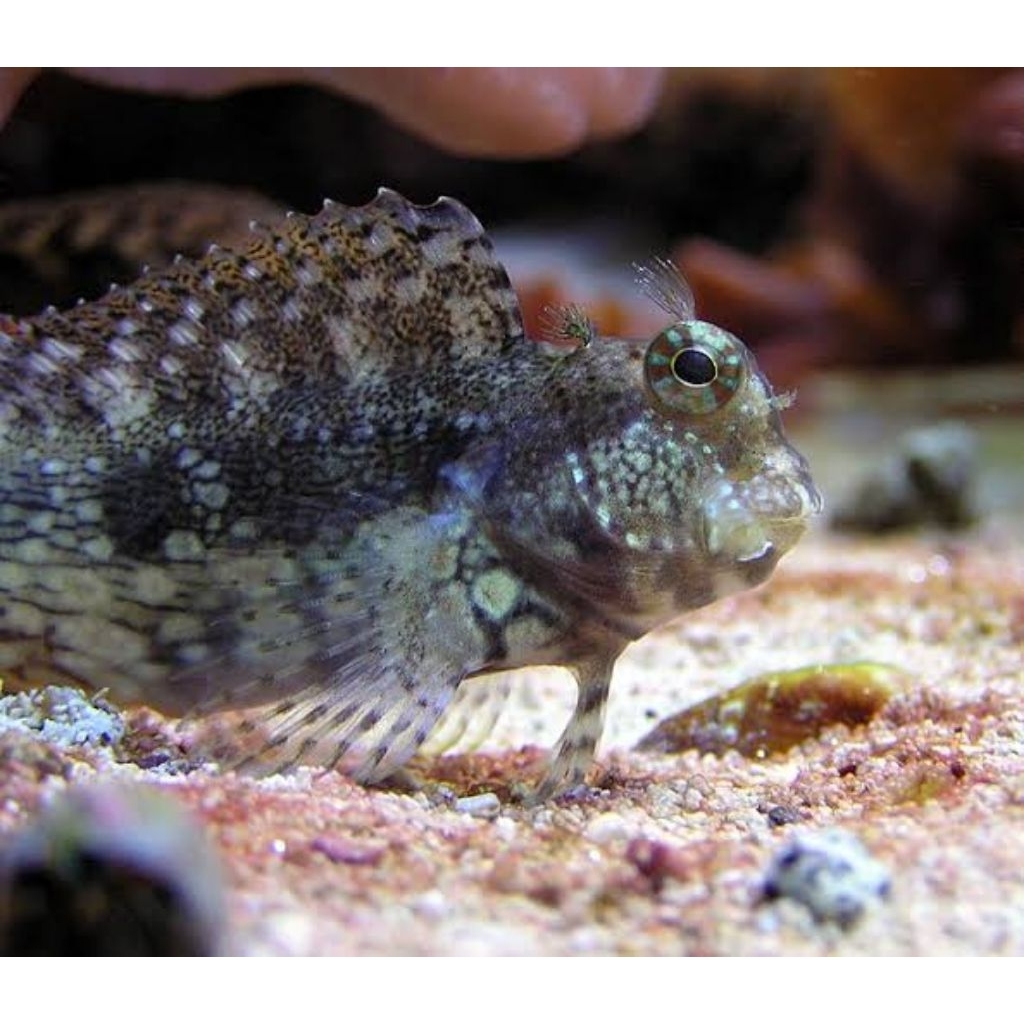 IKAN JABING GLODOK HIASAN AKUARIUM AIR LAUT