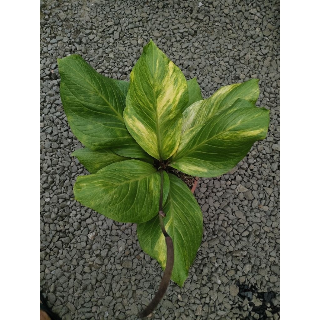 anthurium induk cobra catalog varigata