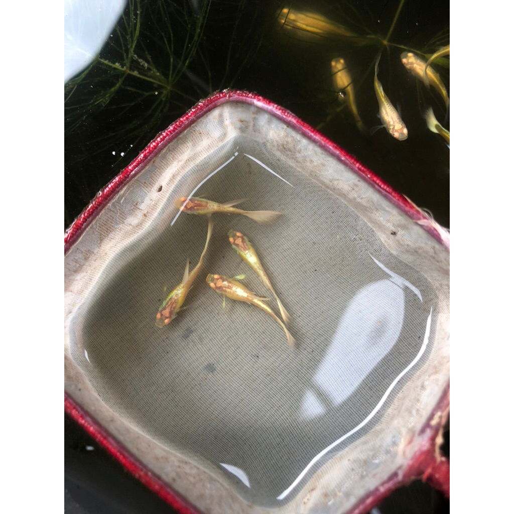 Ikan Hias Aquascape Aquarium Guppy Full Gold Local Jantan Remaja sudah siap kawin