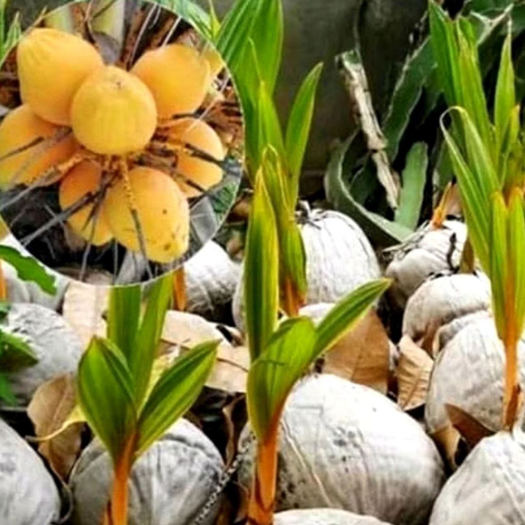 Bibit kelapa Gading Kuning Pendek Siap Tanam Cepat Berbuah