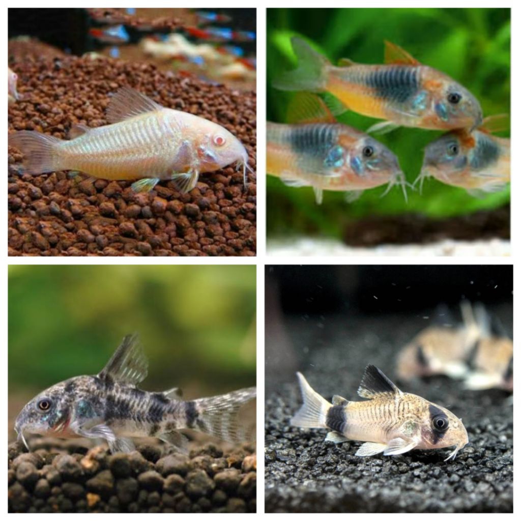 Corydoras