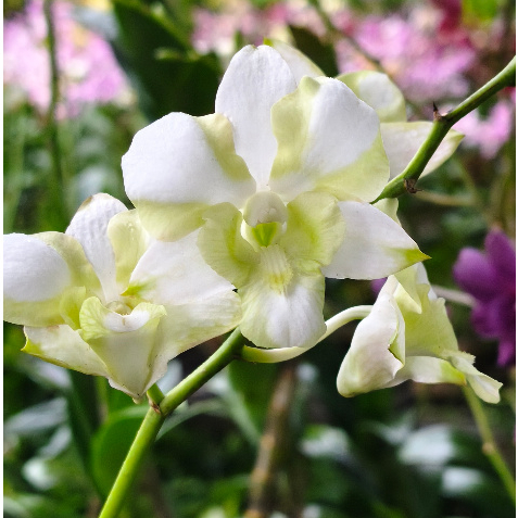 [ DEWASA ] Dendrobium Liberty White : Pesona Anggrek Putih Bergaris Hijau yang Memikat Hati