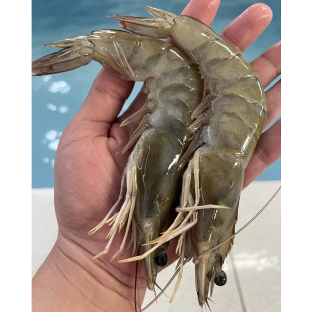 udang fresh super besar size25 bisa dikupaskan