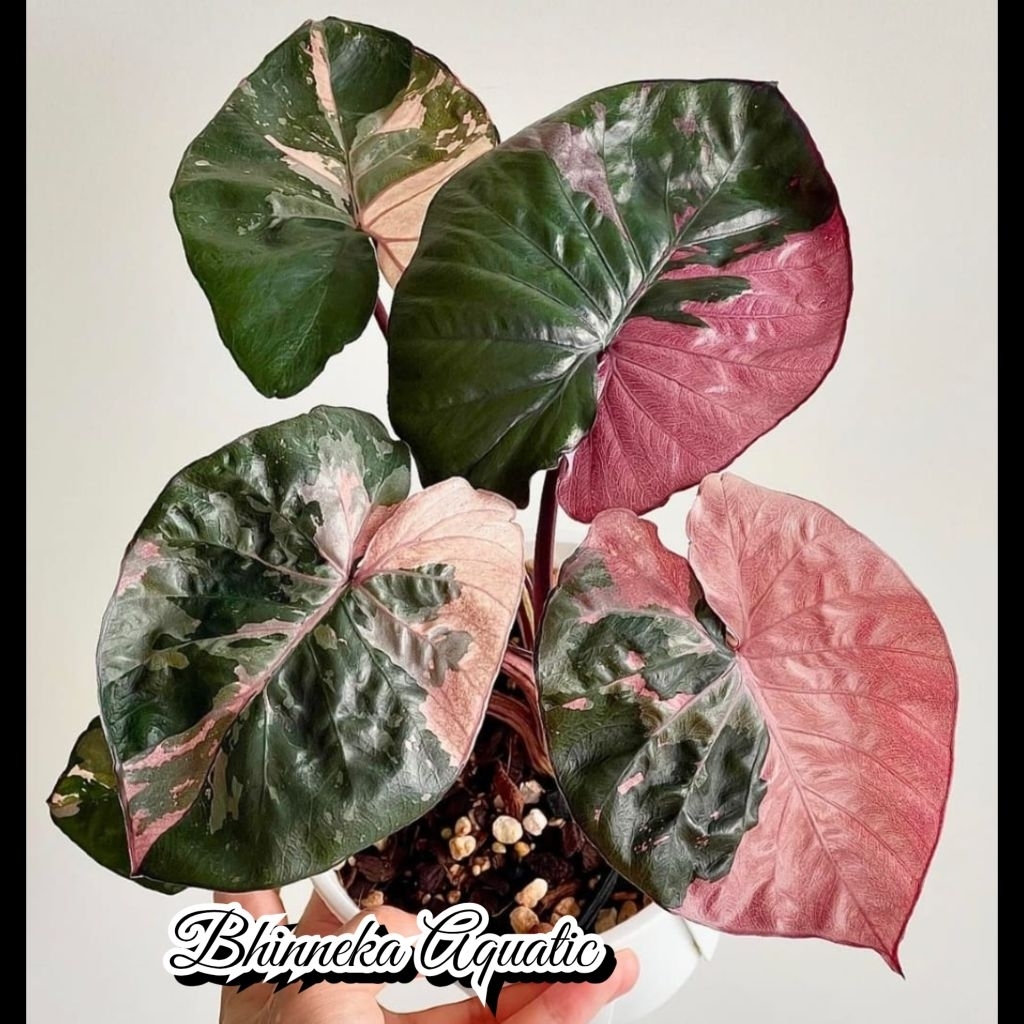 Tanaman Hias Alocasia Serendipity Pink Variegated Variegata Varigata Alokasia Real Pict Murah Ekonom