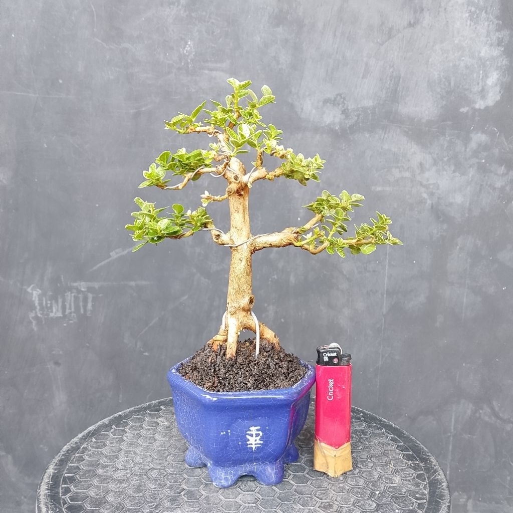 Bahan bonsai sancang varigata